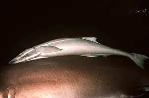 Valerie & Ron Taylor: REMORA - Slender Suckerfish on shark