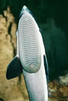 Sucker: Remora / Sucker FISH