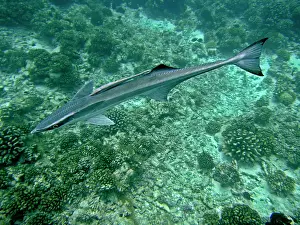 Rarely: REMORAS - A most unusual image where a juvenile