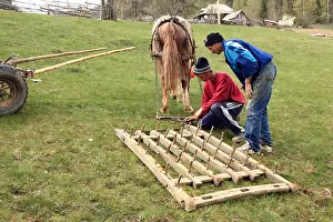 Headdress: Repairing a harrow Apuseni Mountains Romania