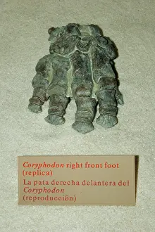 Replica: Replica of a Coryphodon foot fossil