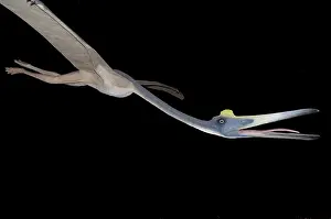 Replica: Replica of Pterosaur