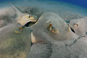 Dasyatis: Reproduction. Common stingray (Dasyatis pastinac