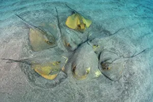 Dasyatis: Reproduction. Common stingray (Dasyatis pastinac