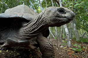 Wrinkled: Reptile. Giant Tortoise selfie, captive, Zanzibar