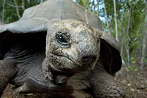 Zanzibar: Reptile. Giant Tortoise selfie, captive, Zanzibar