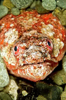 Brachysomophis: Reptilian Snake Eel