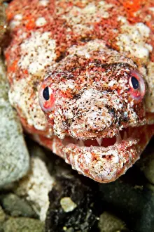 Brachysomophis: Reptilian Snake Eel