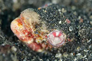 Eels: Reptilian Snake Eel - buried in black sand - Jari