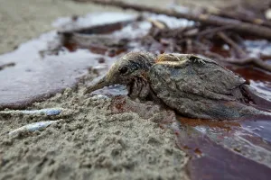 Slick: Rescue of Oiled Baby Tern