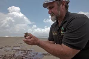 Chris: Rescue of Oiled Baby Tern