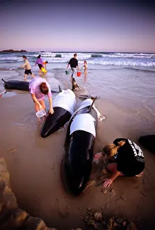 Rescues: Rescue party with beached False killer Whales