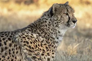 Rescue: Rescued cheetah, Otjiwarongo in Namibia, Africa