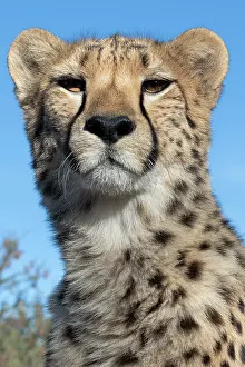 Rescue: Rescued cheetah, Otjiwarongo in Namibia, Africa
