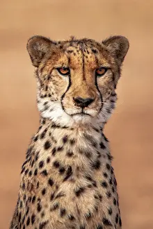 Rescue: Rescued cheetah, Otjiwarongo in Namibia, Africa