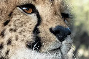 Rescue: Rescued cheetah, Otjiwarongo in Namibia, Africa