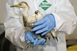 Orleans: Rescuing a Bird