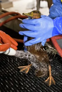 Rescue: Rescuing a Duck