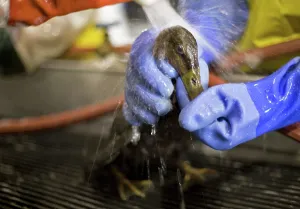 Rescue: Rescuing a Duck