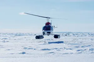 Harp: Research Helicopter - Harp Seal in background (Phoca
