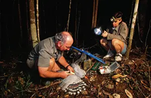 Kagus: Research of KAGU - Radio tracking of bird