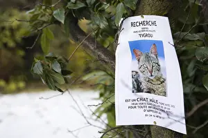 Publicities: Research panel a cat lost in a tree
