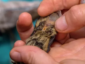 Study: Researcher looking at the penis of a Nathusius Pipistrelle bat (Pippistrellus nathusii)