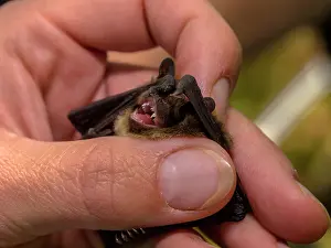 Study: Researcher looking at teeth of a Nathusius Pipistrelle bat (Pippistrellus nathusii)