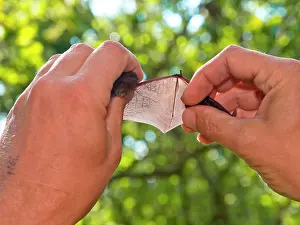 Study: Researcher looking at veins in the wing of a Nathusius Pipistrelle bat (Pippistrellus nathusii)