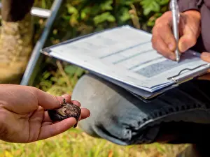 Note: Researchers taking notes of the measurements of a Nathusius Pipistrelle bat (Pippistrellus nathusii)