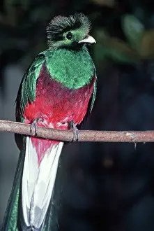 Resplendent: Resplendent QUETZAL