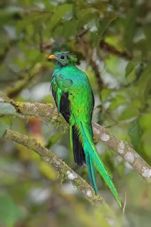 Resplendent: Resplendent Quetzal