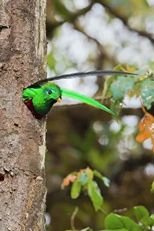 Dota: Resplendent Quetzal