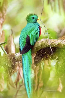 Dota: Resplendent Quetzal