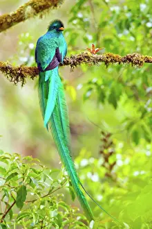 Dota: Resplendent Quetzal