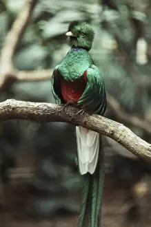 Resplendent: Resplendent Quetzal