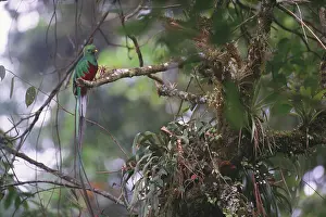 Differential: Resplendent Quetzal