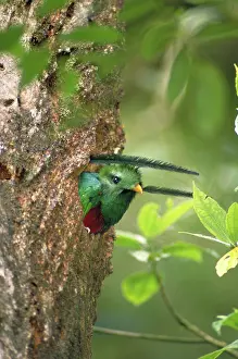 Resplendent: Resplendent quetzal