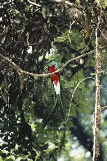 Guatemala: Resplendent Quetzal