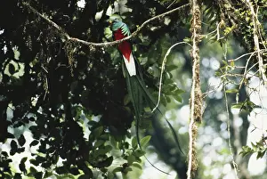 Guatemala: Resplendent Quetzal