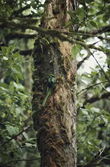 1984: Resplendent Quetzal