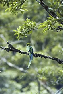 Monte: Resplendent Quetzal