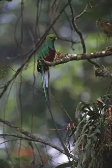 Resplendent: Resplendent Quetzal
