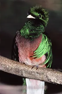 Resplendent: Resplendent Quetzal