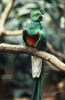 Resplendent: Resplendent Quetzal