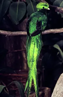 Resplendent: RESPLENDENT QUETZAL