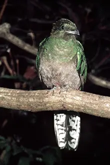 Resplendent: Resplendent QUETZAL - female perched on branch