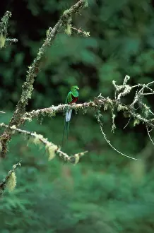 Resplendent: Resplendent QUETZAL - in habitat