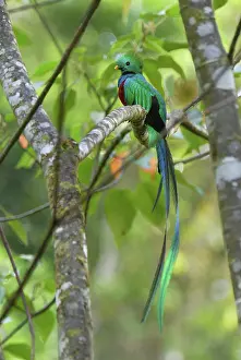 Resplendent: Resplendent Quetzal - male