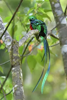 Resplendent: Resplendent Quetzal - male